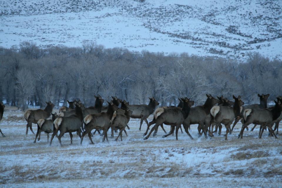 Wall of Elk