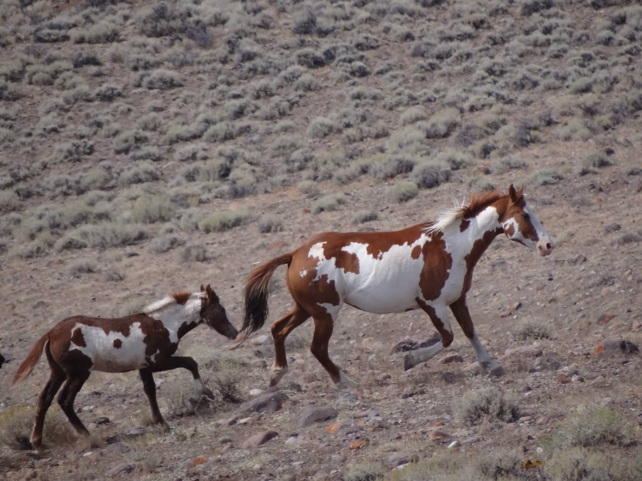 Mustang Makeover Challenge at the Lazy L&B Ranch!