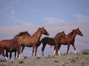 Mustangs on the Mesa ride