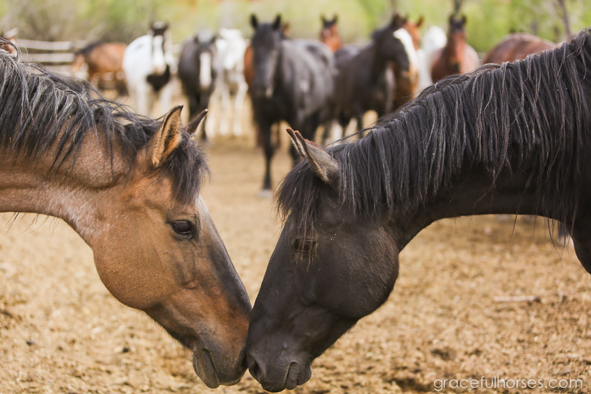 Win a trip to the Lazy L&B Ranch!