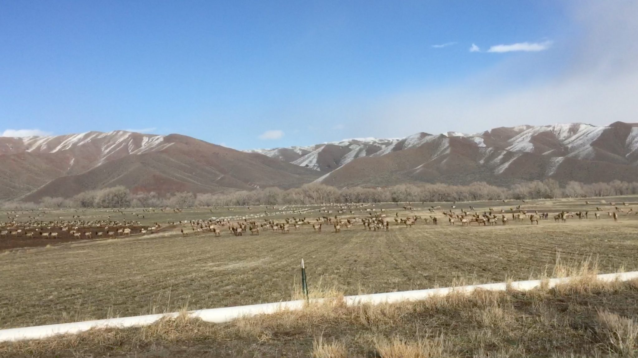 Spectacular elk near the Lazy L&B Ranch!