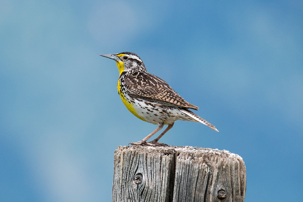 Bird Watching Wyoming Style On A Ranch Near Yellowstone Bird Watching Wyoming Style On A Ranch Near Yellowstone