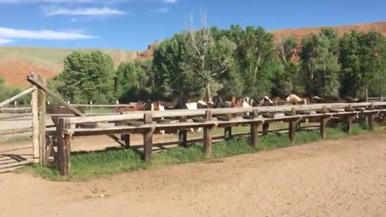 Horses running at the Lazy L&B Ranch