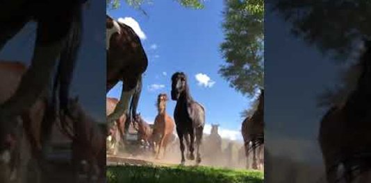 Horses Running out to Pasture with a viewpoint from the ground - Lazy L&B Guest Ranch Wyoming