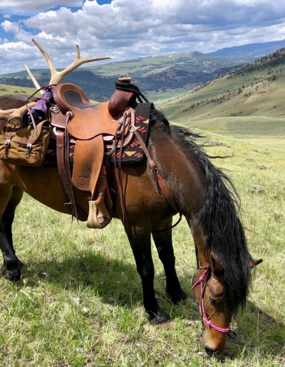 Grazing Horse with antler shed tied to saddle grazing in open landscape - Lazy L&B Guest Ranch Wyoming