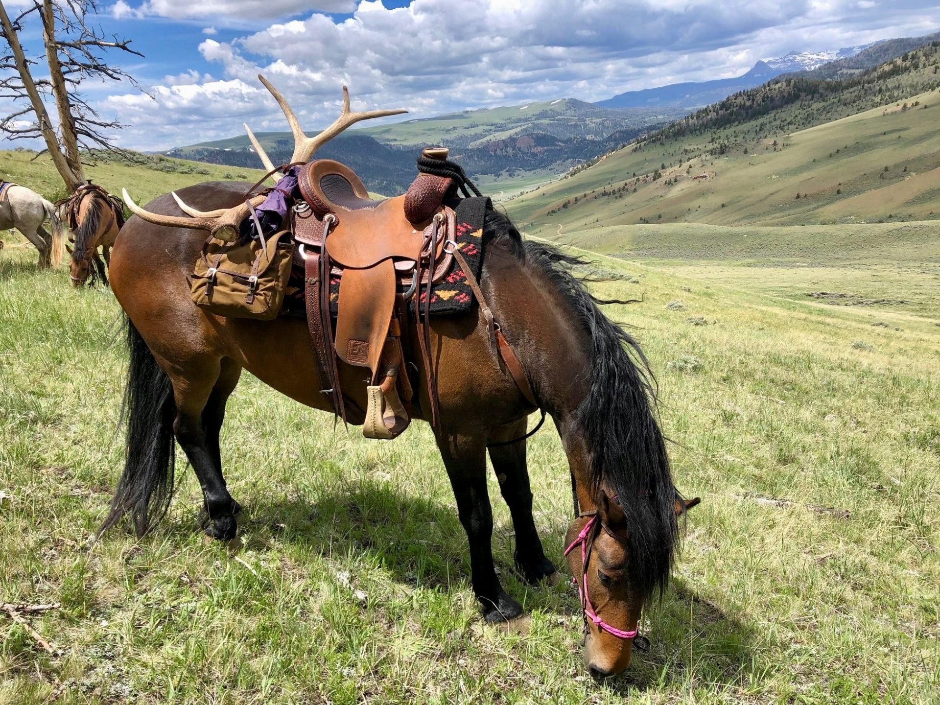 Grazing Horse with antler shed tied to saddle grazing in open landscape - Lazy L&B Guest Ranch Wyoming