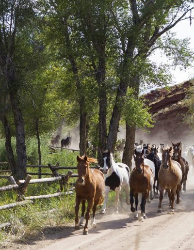 Horses Running Out to Pasture with buck and rail fence on one side and red rock cliffs on the other - Lazy L&B Guest Ranch Wyoming