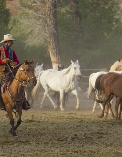 Cowboy on horseback rounding up a herd of horses - Lazy L&B Guest Ranch Wyoming