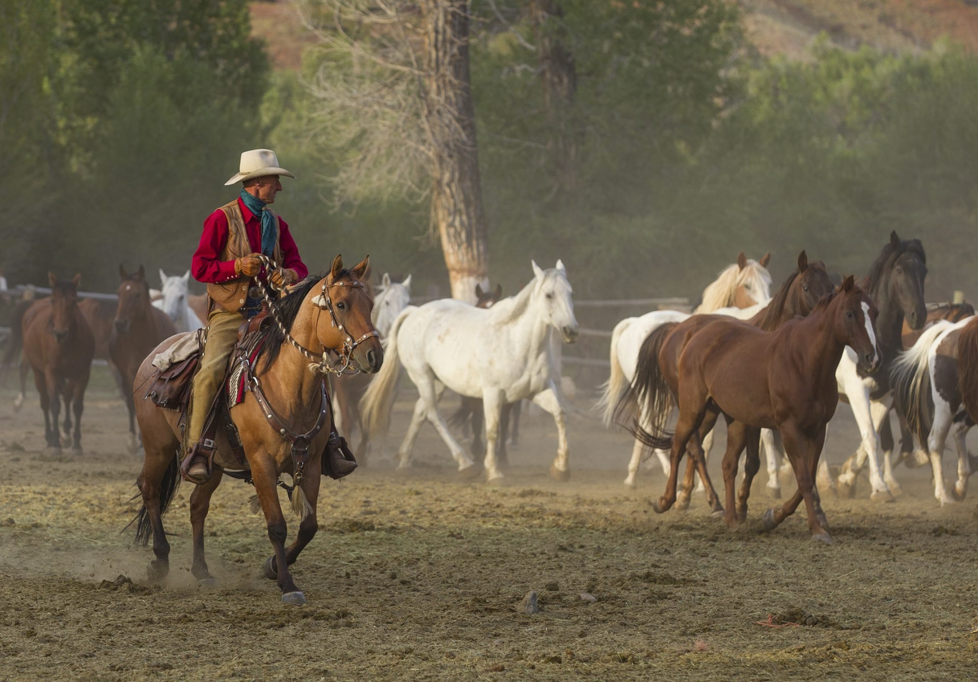 Cowboy on horseback rounding up a herd of horses - Lazy L&B Guest Ranch Wyoming