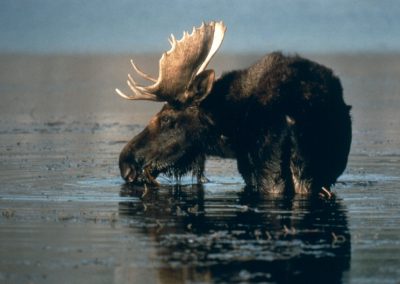 Bull Moose in Pond Drinking Teton National Park - Lazy L&B Dude Ranch Wyoming