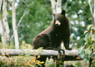 Black Bear Climbing Fence Grand Teton National Park - Lazy L&B Dude Ranch Wyoming