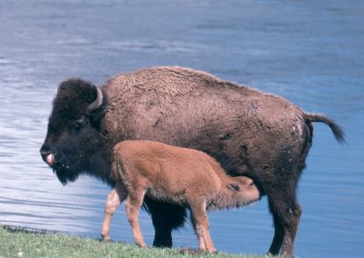 Bison Calf Nursing Grand Teton National Park - Lazy L&B Dude Ranch Wyoming