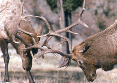 Bull Elks Fighting Grand Teton National Park - Lazy L&B Dude Ranch Wyoming