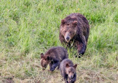 Grizzly sow and cubs in Hayden Valley Yellowstone National Park - Lazy L&B Guest Ranch Wyoming