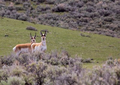 Two pronghorn bucks Yellowstone National Park - Lazy L&B Guest Ranch Wyoming