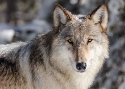 Wolf Portrait Yellowstone National Park - Lazy L&B Guest Ranch Wyoming