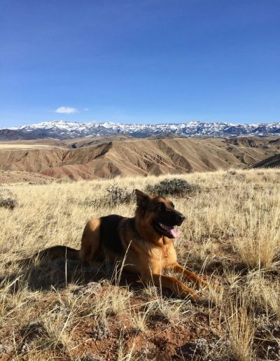 German Shepherd Dog Lying down on grassy high desert plateau with blue sky and snow covered mountains in the background - Lazy L&B Guest Ranch Wyoming