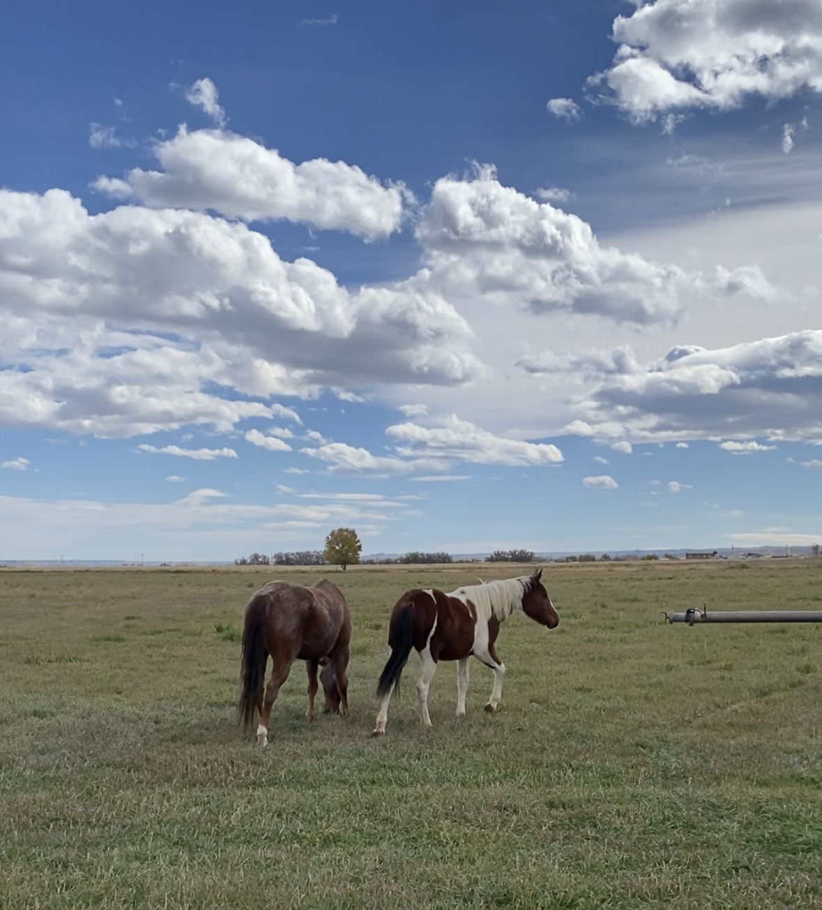 Horses in Green Pasture with Blue Skies Lazy L&B Ranch Dubois Wyoming Guest Dude Ranch